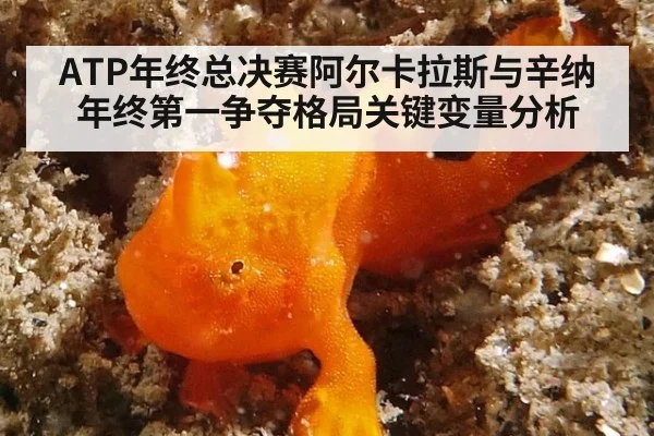 ATP年终总决赛阿尔卡拉斯与辛纳年终第一争夺格局关键变量分析